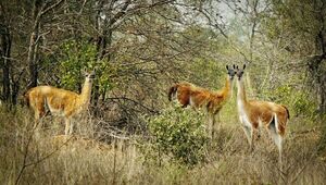 Naturaleza en riesgo: exploración del Parque Médanos del Chaco supone regresión de políticas ambientales