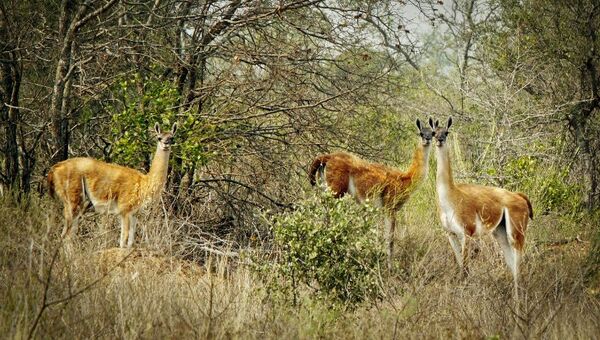 Naturaleza en riesgo: exploración del Parque Médanos del Chaco supone regresión de políticas ambientales