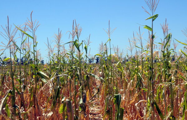 La sequía golpea en Argentina la campaña agrícola de maíz y trigo - MarketData