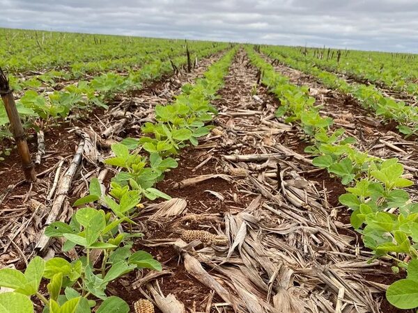 Cultivo de soja con 80% de avance en Alto Paraná - ABC en el Este - ABC Color