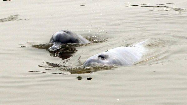 Rescatan en Bolivia a dos delfines rosados aislados lejos de su afluente