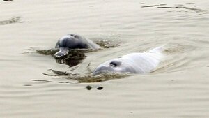 Rescatan en Bolivia a dos delfines rosados aislados lejos de su afluente