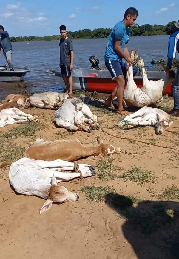 Río Paraná sigue subiendo en zona de Cerrito y productores claman asistencia gubernamental - Nacionales - ABC Color