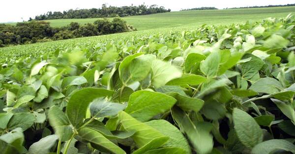 La Nación / Agricultores esperan una pausa en las lluvias para seguir con siembra de soja