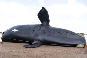 Diario HOY | Marea roja, principal sospechosa por las 30 ballenas muertas en Argentina
