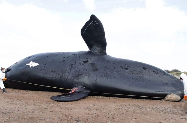 Diario HOY | Marea roja, principal sospechosa por las 30 ballenas muertas en Argentina