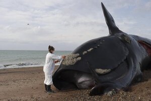 Marea roja, principal sospechosa por las 30 ballenas muertas en Argentina