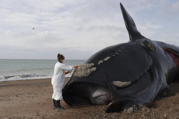Marea roja, principal sospechosa por las 30 ballenas muertas en Argentina