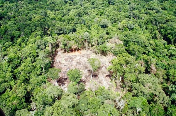 Situación socio económica impide frenar deforestación en Región Oriental - Nacionales - ABC Color