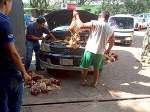Diario HOY | Como si entraran volando, pollos de contrabando inundan el mercado