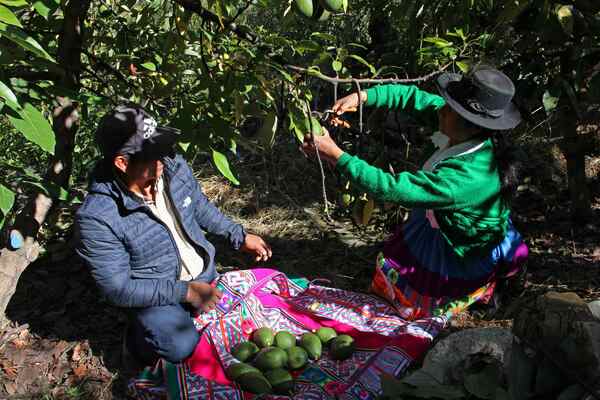 Las exportaciones agropecuarias de Perú crecieron 24,3 % en agosto pasado - MarketData