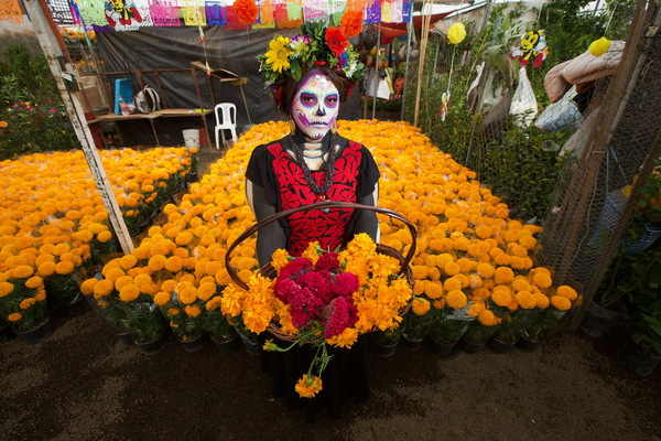 La producción mexicana de la flor de cempasúchil aumenta hasta las 20.245 toneladas - MarketData
