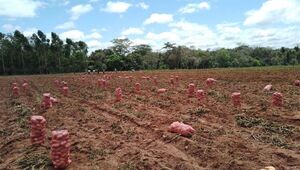 Un tesoro enterrado: Horticultores destacan producción histórica y excelente calidad de la papa nacional