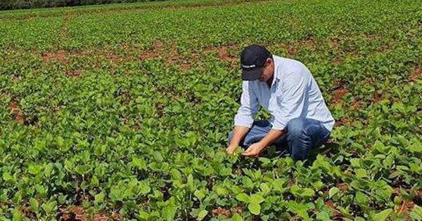La Nación / Cultivo de soja, en pausa por lluvias