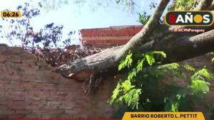¡Susto! Árbol cayó por una casa - C9N