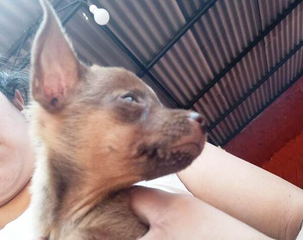 Un perrito extraviado en Maramburé •