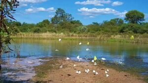 Cuestionan alcances de proyecto que afecta a parque del Chaco
