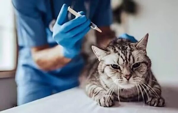 ¿Por qué no aplicar anticelo a la gata? - Mascotas - ABC Color