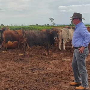 Líder ganadero afirma que precio de animales es inferior a costos - Nacionales - ABC Color