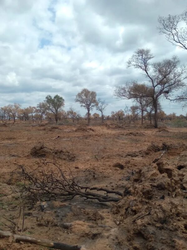 La deforestación acecha al Médanos del Chaco - Nacionales - ABC Color