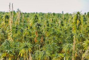 Paraguay se destaca en producción de cáñamo industrial y se expande el mercado de la yerba mate - MarketData
