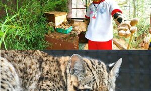 Tres especies de tiríkas y sus parientes están en riesgo de extinción