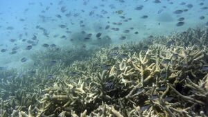 Bacterias marinas hunden el carbono en fondos oceánicos