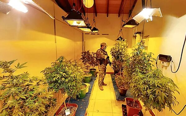 Integran tribunal de sentencia para el caso “marihuana vip” - Policiales - ABC Color
