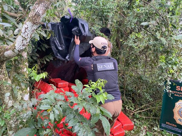 Senad incautó más de 1.200 kilos de marihuana en Salto del Guairá
