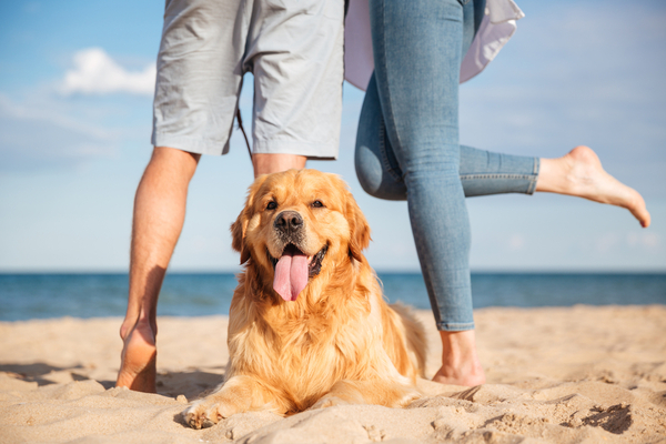 Diario HOY | Divorciados acuerdan régimen de visitas y tenencia de perros en Argentina