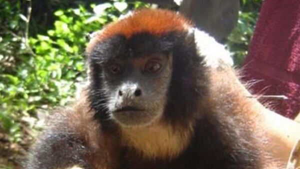 Hallan nueva especie de mono en la selva amazónica de Perú