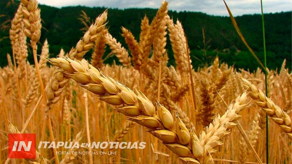MERCADO DE CEREALES PRESENTA ALTERACIONES POR CONTEXTO INTERNACIONAL