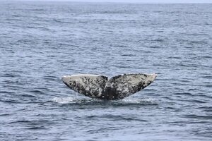 Ballenas y árboles gigantes: un viaje por la Highway 1 en California - Viajes - ABC Color