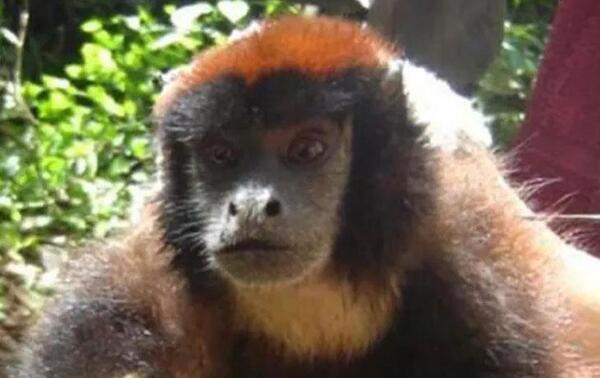 Hallan nueva especie de mono en la selva amazónica de Perú – Prensa 5