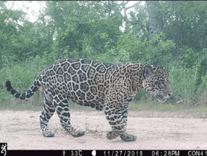 Cuestionan falta de detalles sobre impacto que generaría explotación del Parque Médanos del Chaco · Radio Monumental 1080 AM