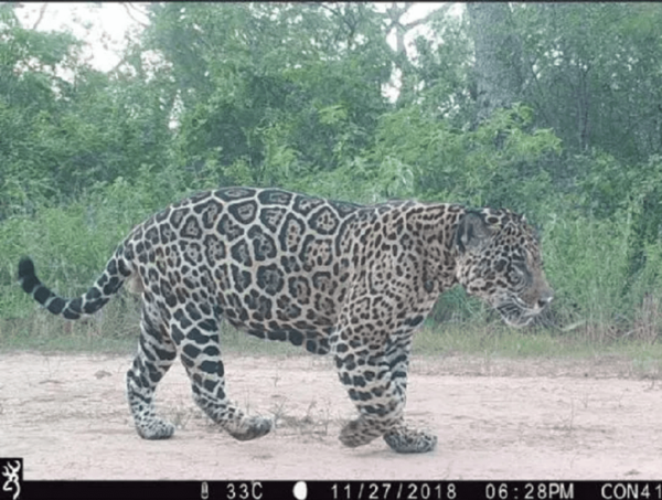 Cuestionan falta de detalles sobre impacto que generaría explotación del Parque Médanos del Chaco · Radio Monumental 1080 AM