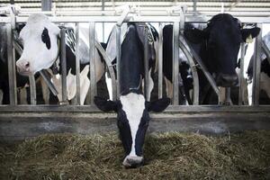 La creciente demanda global de leche ofrece oportunidades a Latinoamérica - MarketData