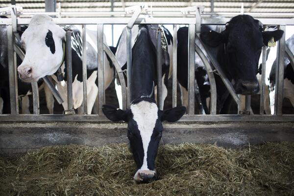 La creciente demanda global de leche ofrece oportunidades a Latinoamérica - MarketData
