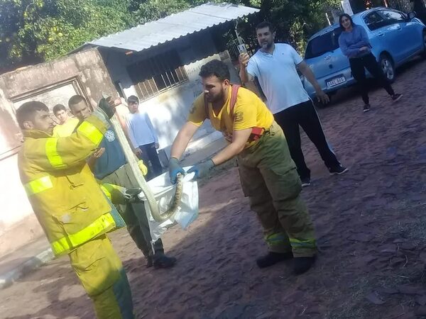 Derriban mito de succionar la herida ante mordedura de serpiente - Nacionales - ABC Color