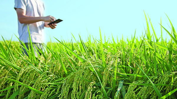 StartCamp 2022: una oportunidad para promover startups del sector agropecuario paraguayo