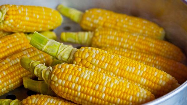 Creció exportación de maíz y hubo más mercados activos