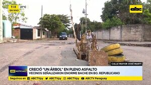 Creció “un árbol” en pleno asfalto - ABC Noticias - ABC Color