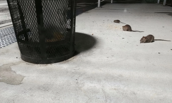 Nueva York cambia sus horarios de recolección de basura por una plaga de ratas