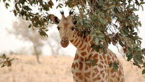 Una jirafa mata a una bebé de 16 meses en Sudáfrica