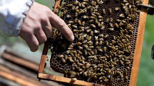 Diario HOY | Abejas atacan a niños, uno de ellos en sock, salvado de milagro