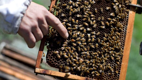 Diario HOY | Abejas atacan a niños, uno de ellos en sock, salvado de milagro