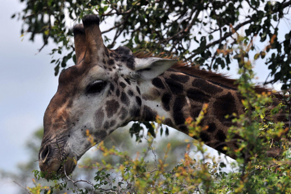 Jirafa ataca y mata a una bebé en Sudáfrica - Noticiero Paraguay