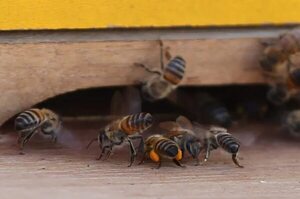 Adolescente alérgico fue atacado por enjambre de abejas y fue salvado en el Hospital de San Pedro - Nacionales - ABC Color