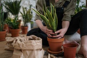 Aboná tus plantas con estos productos orgánicos