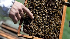 Abejas atacan a niños, uno de ellos en shock, salvado de milagro